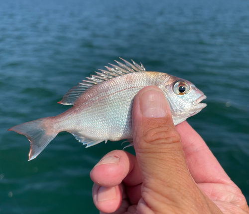 チャリコの釣果