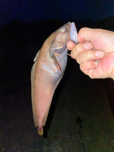 ドンコの釣果