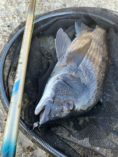 チヌの釣果