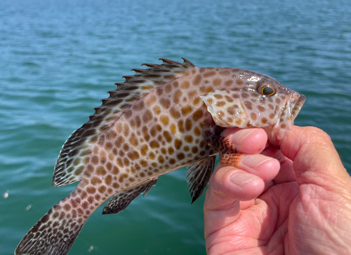 オオモンハタの釣果