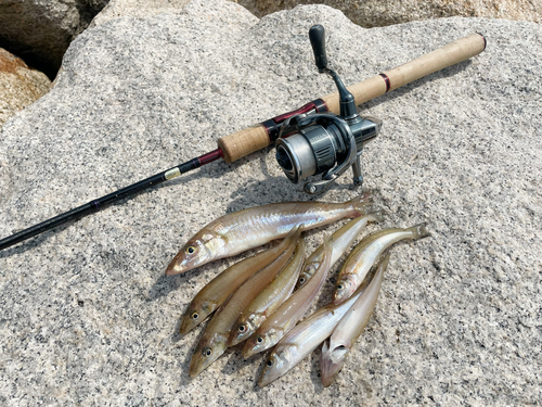 キスの釣果