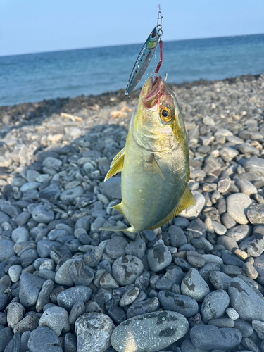 ショゴの釣果