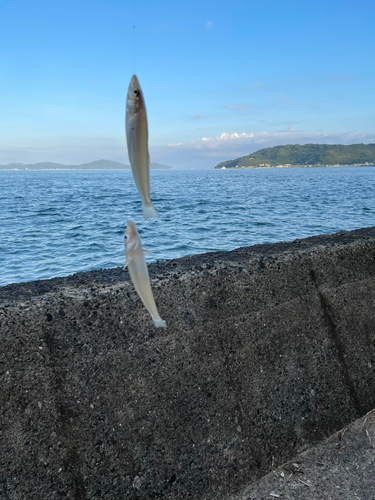 シロギスの釣果