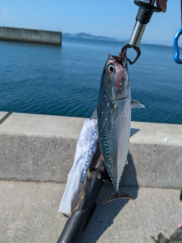 ソウダガツオの釣果