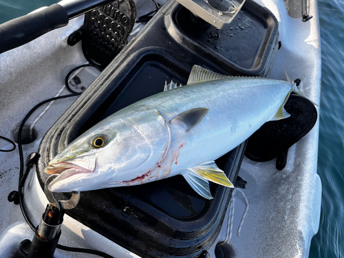 ワラサの釣果