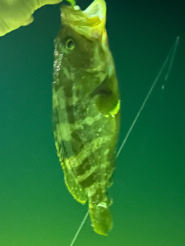 キジハタの釣果