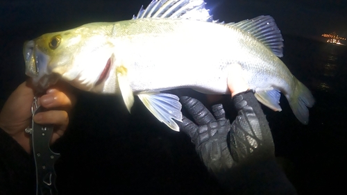 フッコ（マルスズキ）の釣果