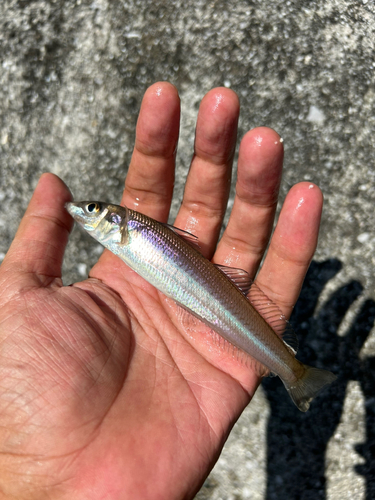 シロギスの釣果