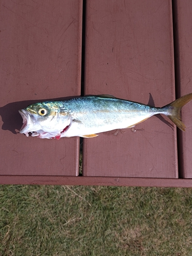 ワカシの釣果