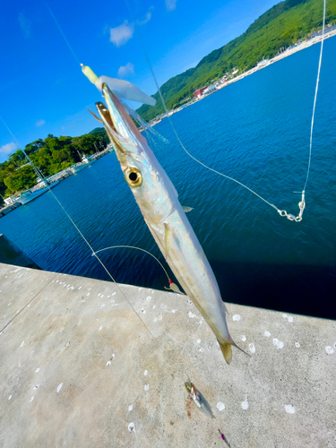 カマスの釣果