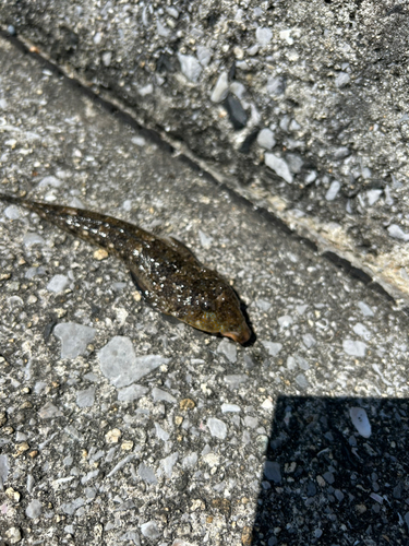 ハタタテヌメリの釣果