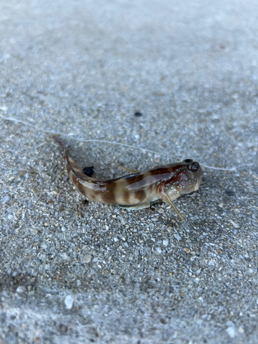 イトヒキハゼの釣果