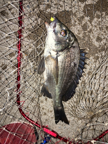 クロダイの釣果