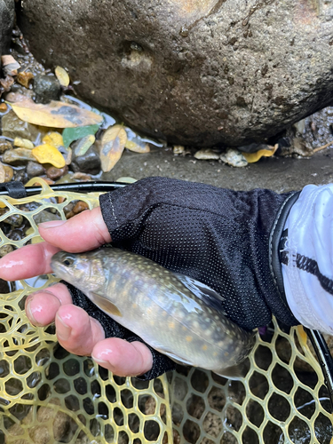 イワナの釣果