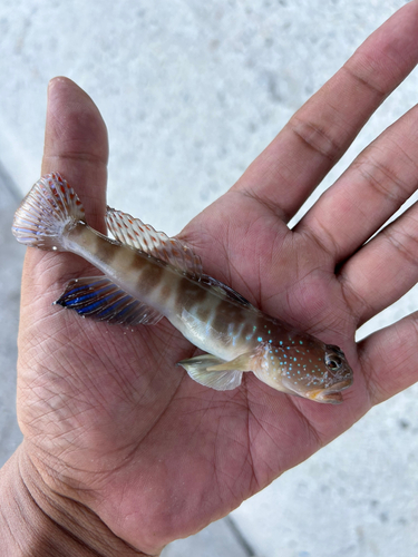 イトヒキハゼの釣果