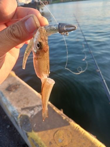 シロギスの釣果