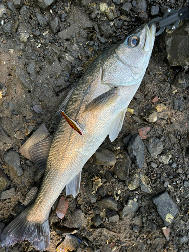 スズキの釣果