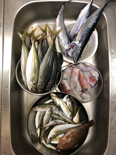 アオアジの釣果