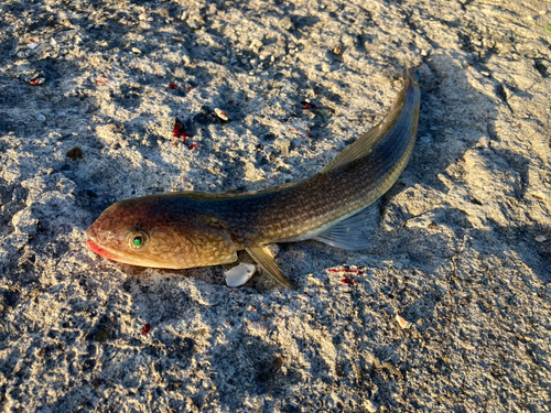 エソの釣果