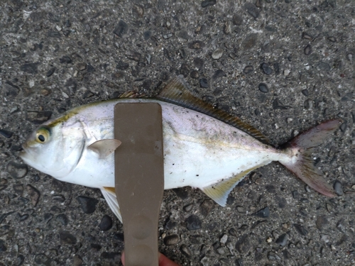 ツバスの釣果