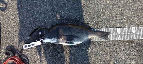 クロダイの釣果