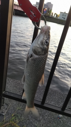 ニゴイの釣果