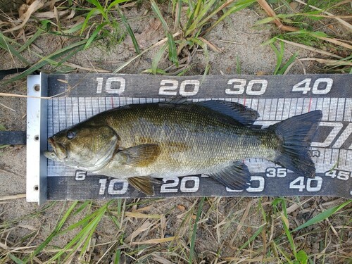 スモールマウスバスの釣果