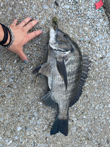 チヌの釣果