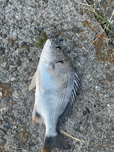 キビレの釣果