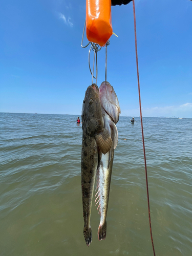 マゴチの釣果