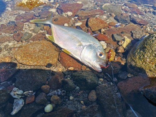 メッキの釣果