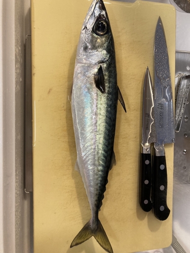 マサバの釣果