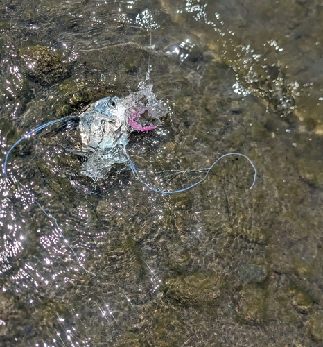 イトヒキアジの釣果