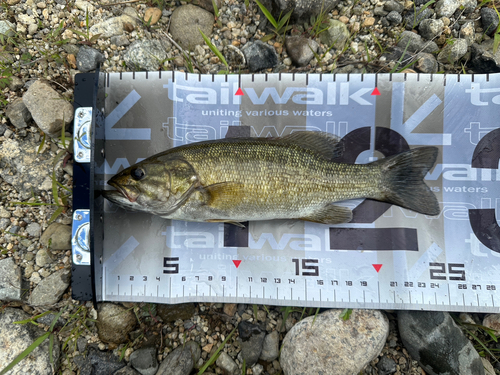 スモールマウスバスの釣果