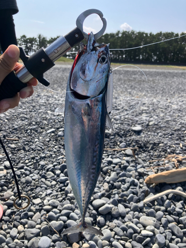 カツオの釣果