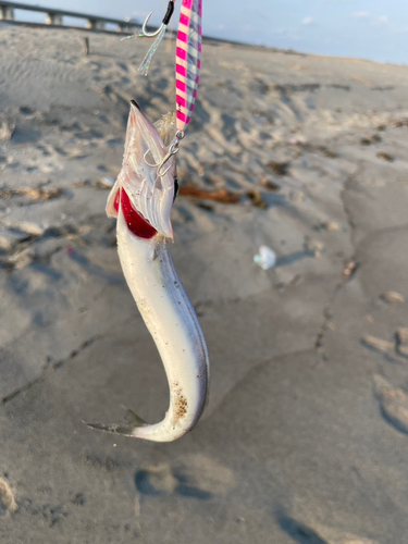 カマスの釣果