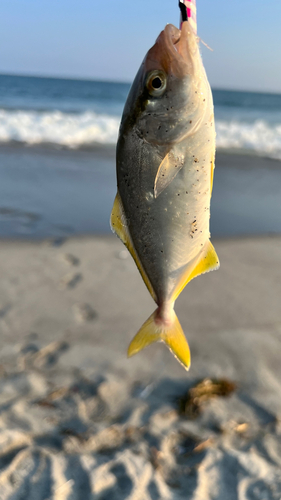 ショゴの釣果