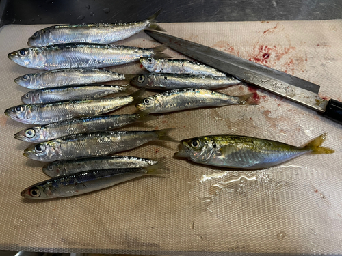 イワシの釣果