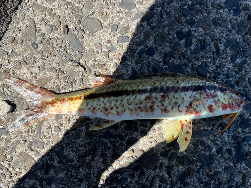 モンツキアカヒメジの釣果