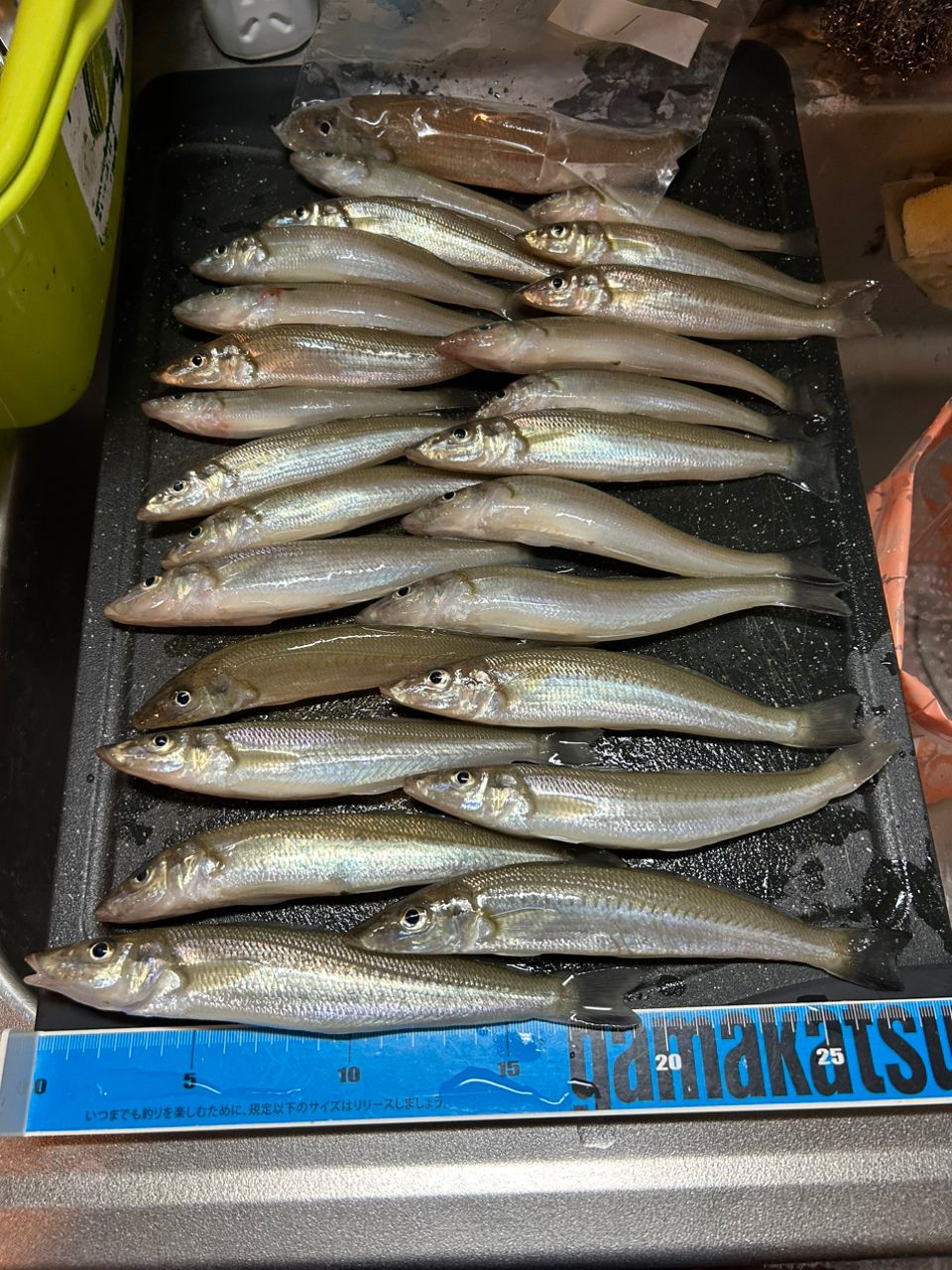 きンちゃンさんの釣果 3枚目の画像