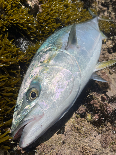 ブリの釣果