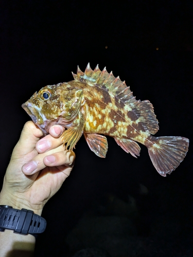 カサゴの釣果