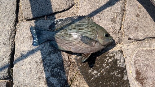 メジナの釣果