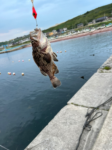 クロソイの釣果