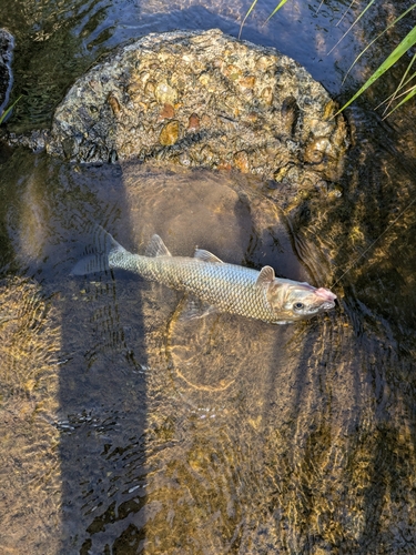 ニゴイの釣果