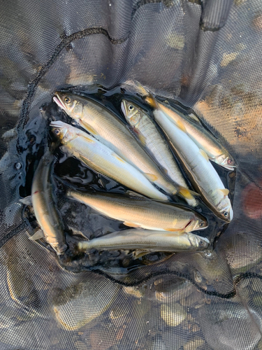 アユの釣果