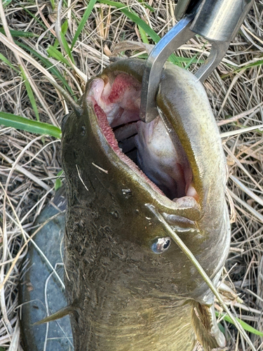 ナマズの釣果