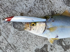 ショゴの釣果