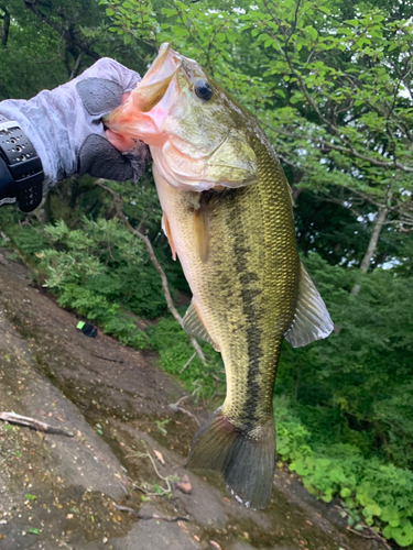 ラージマウスバスの釣果