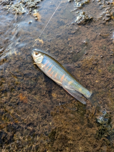 オイカワの釣果